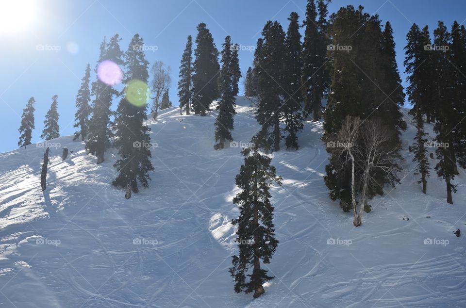 snow ladden Gulmarg