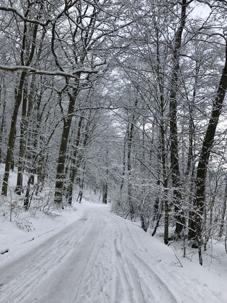 Winter, Snow, Cold, Frost, Wood