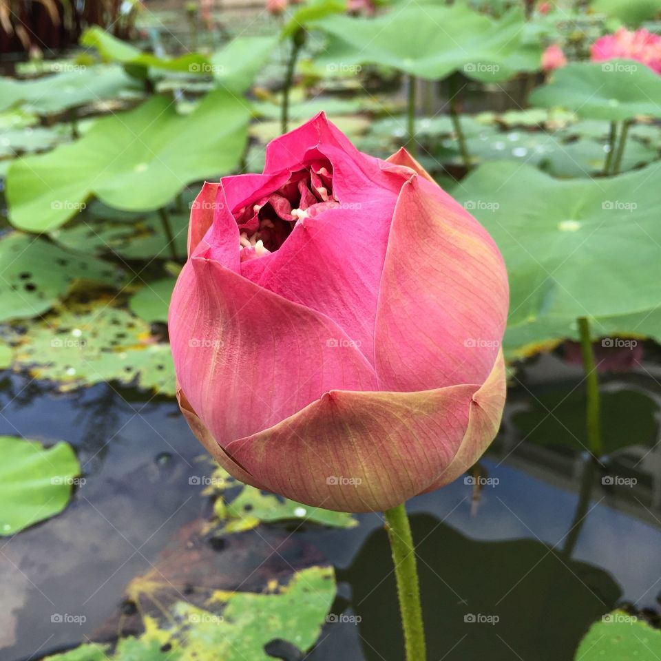 The pool of lotus bloom