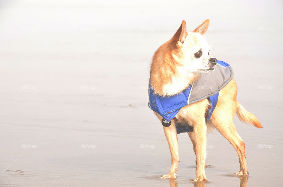 Chihuahua mix dog in a jacket stares at the ocean on an Oregon beach.