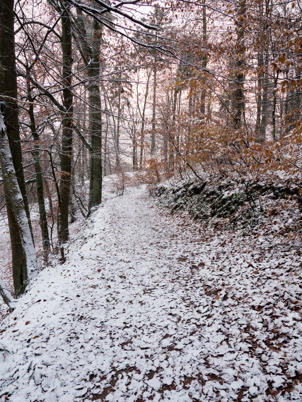 first snow on a forest path