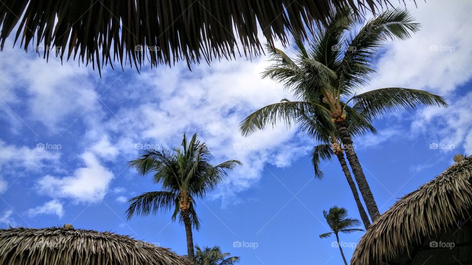 Low angle view of palm trees