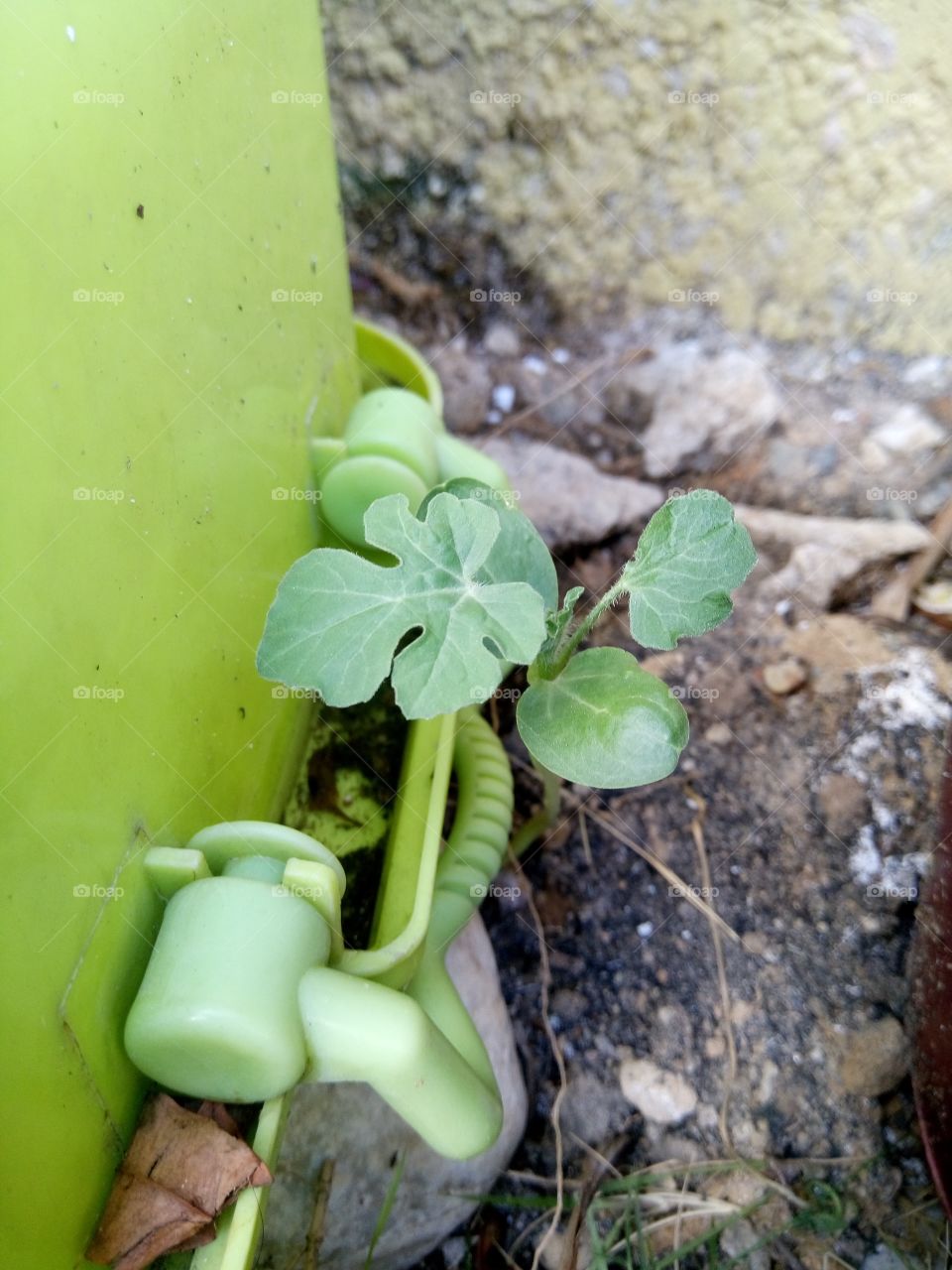 watermelon sprout