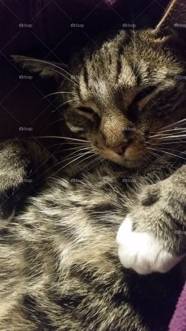 GRADY, MY kitty, WhTa sweet baby