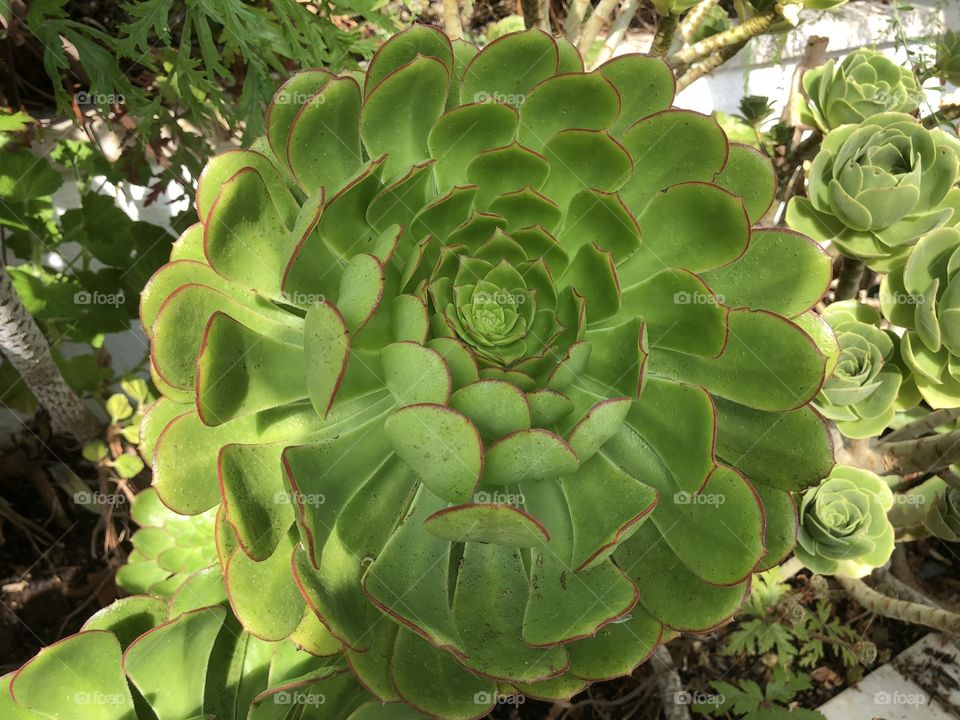 This is called “Aeonium cuneatum” & the plants origin relates to the “Canary Islands. I was struck by it’s attention to detail, almost perfectly formed & a comparison could be drawn with a cake, if your sponge was as perfect you would be thrilled.