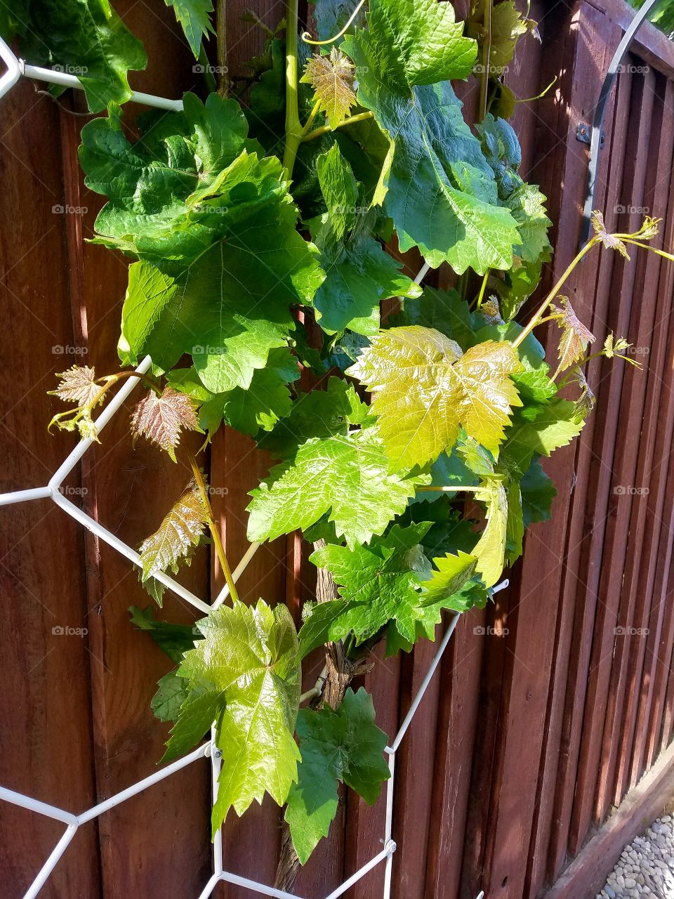 grapes green wine vine