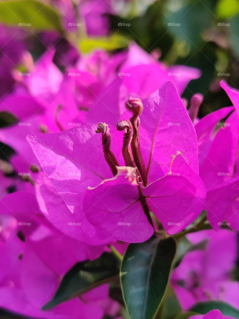 flower on garden