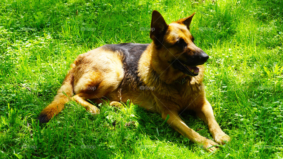 alsatian dog sit on the field