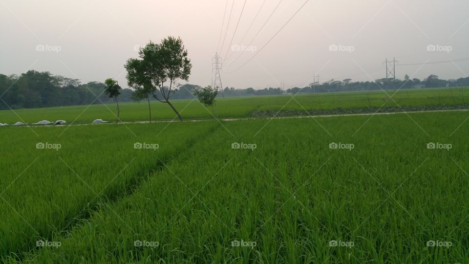 green crops land