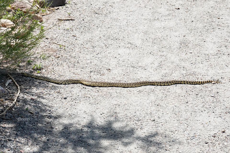A bull snake slithers across a pathway