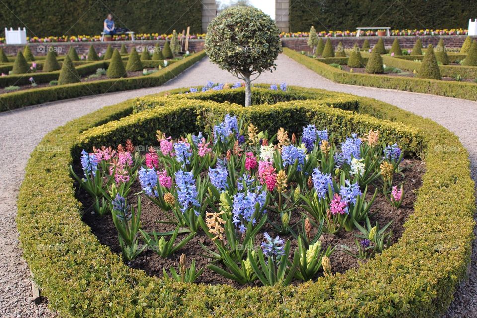 Hyacinths in bloom