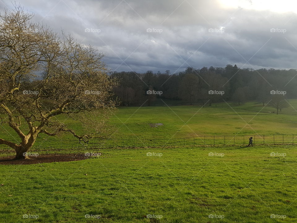 Tree in a beautiful green pasture