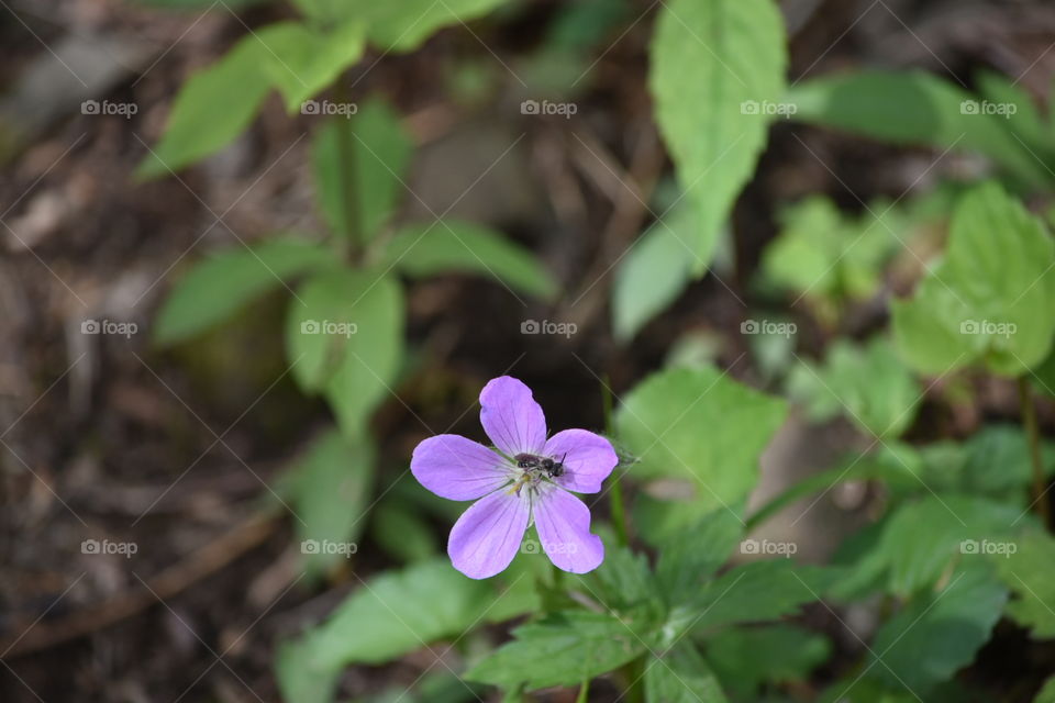 Wildflower on the Appalachian Trail