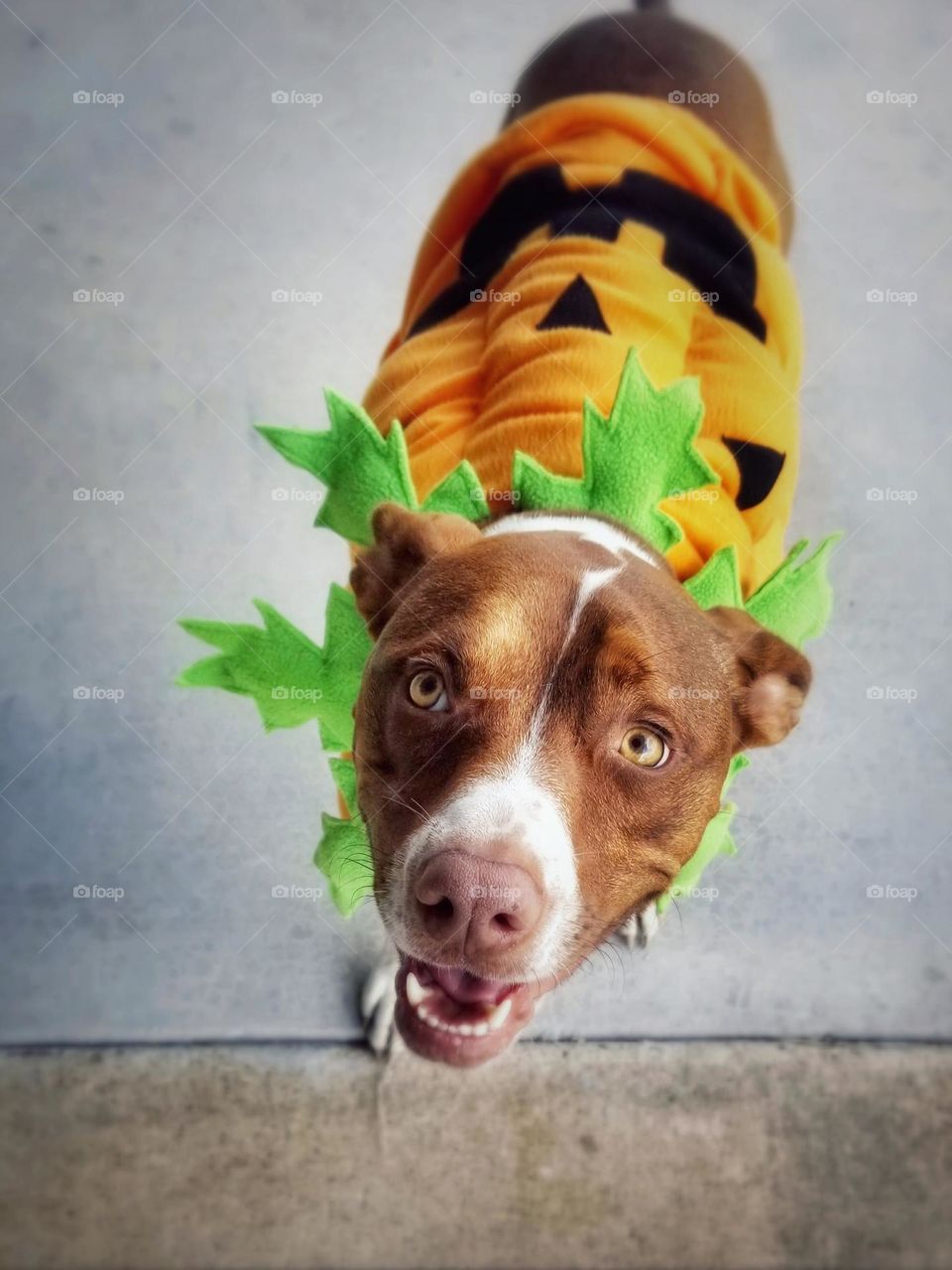 My Not So Spooky Season Pumpkin "Olive"🐶 smiling waiting for Halloween and greating all the kids with treats in her Jack-O-Lantern costume 🎃