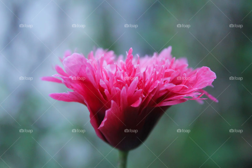 Pink flower closeup