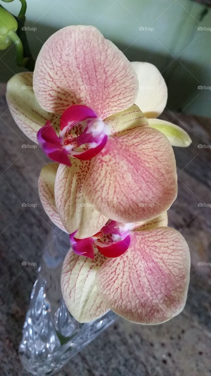Orchid Beauty . It's an Orchid
