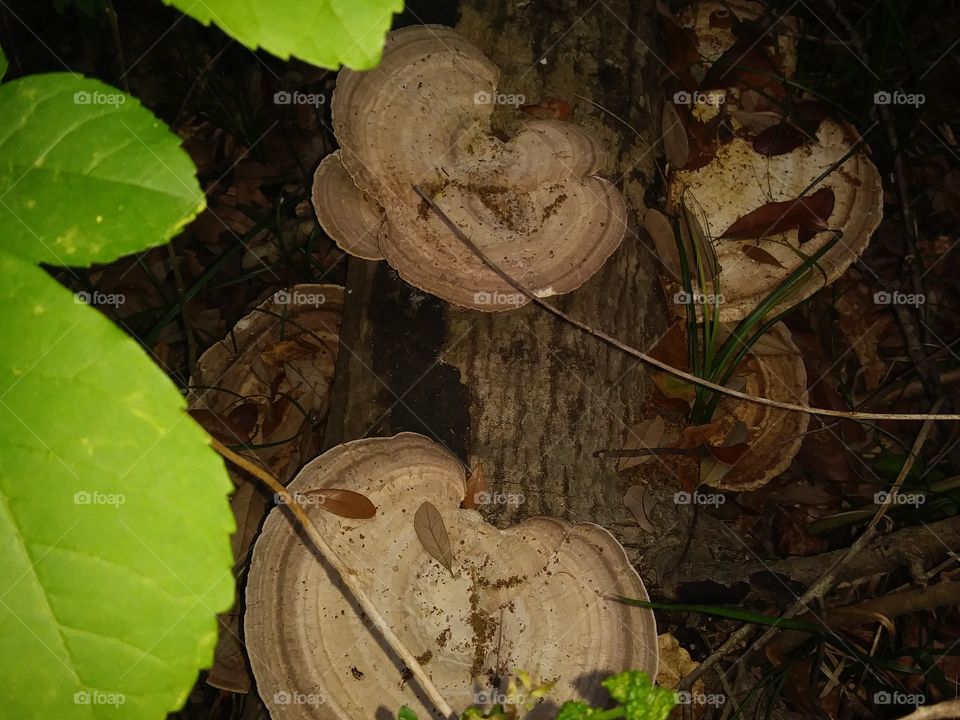 this is a photograph of two different types of mushrooms growing on the same log one type is of white mushrooms and the other is of brown and cream colored mushrooms