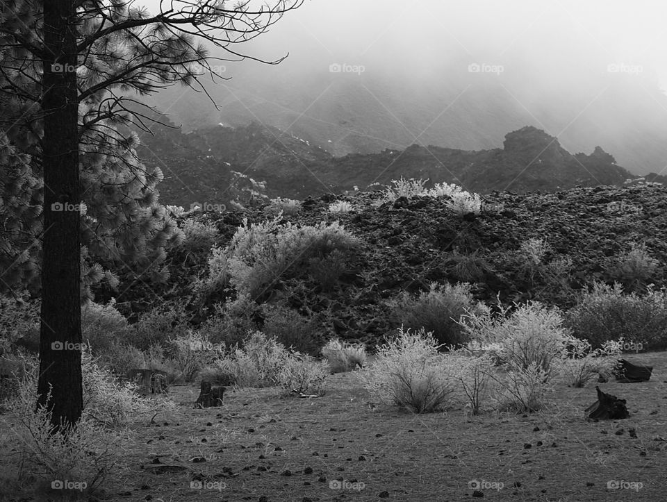 Frosted over bushes in hardened lava rocks in front of Lava Butte in Central Oregon on a foggy winter morning. 