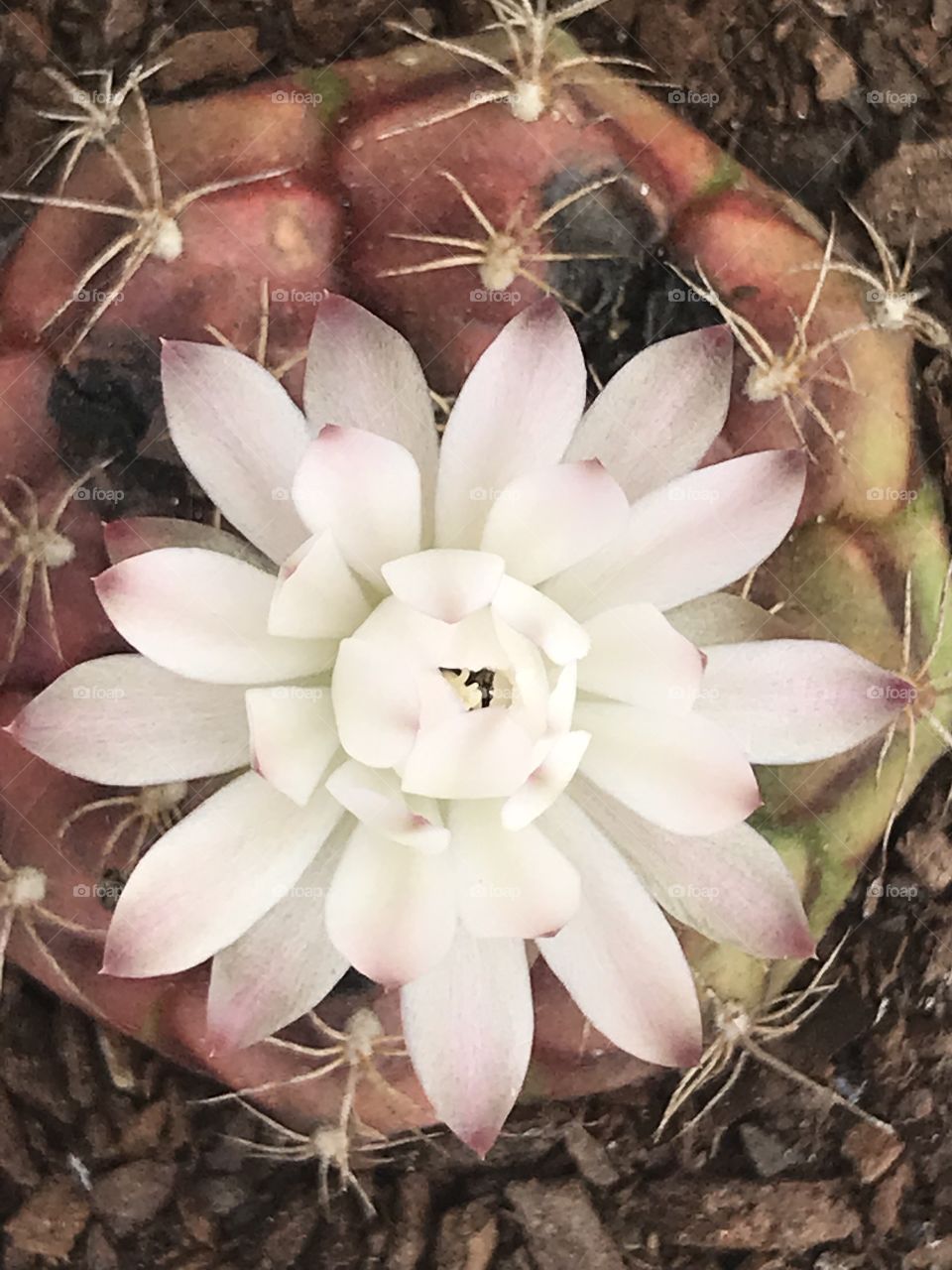 Flower cactos 