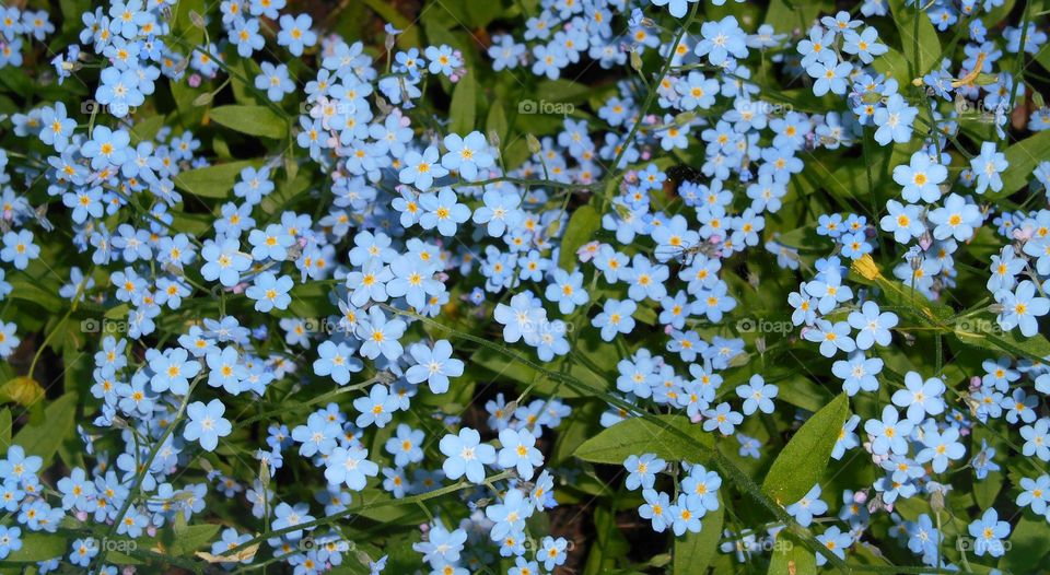 blue flowers