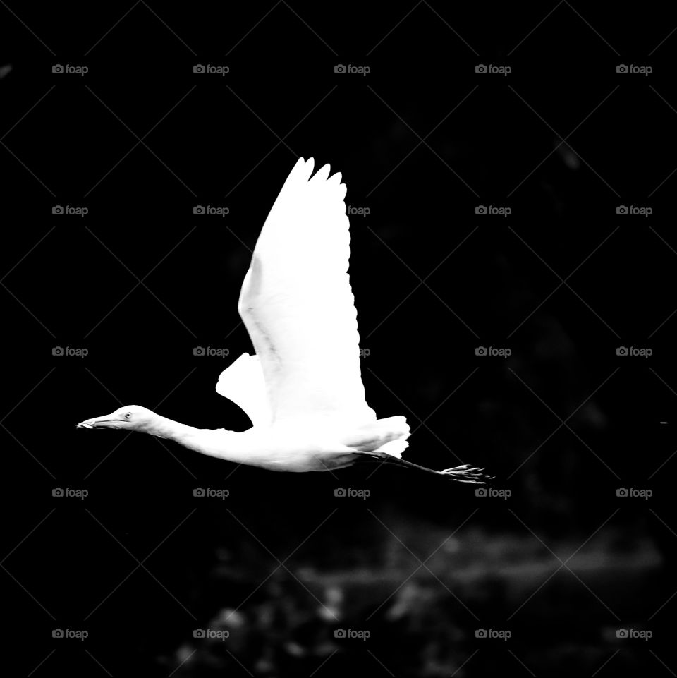 An erget mid flight with is pure white feathers against the stark black background of the rainforest