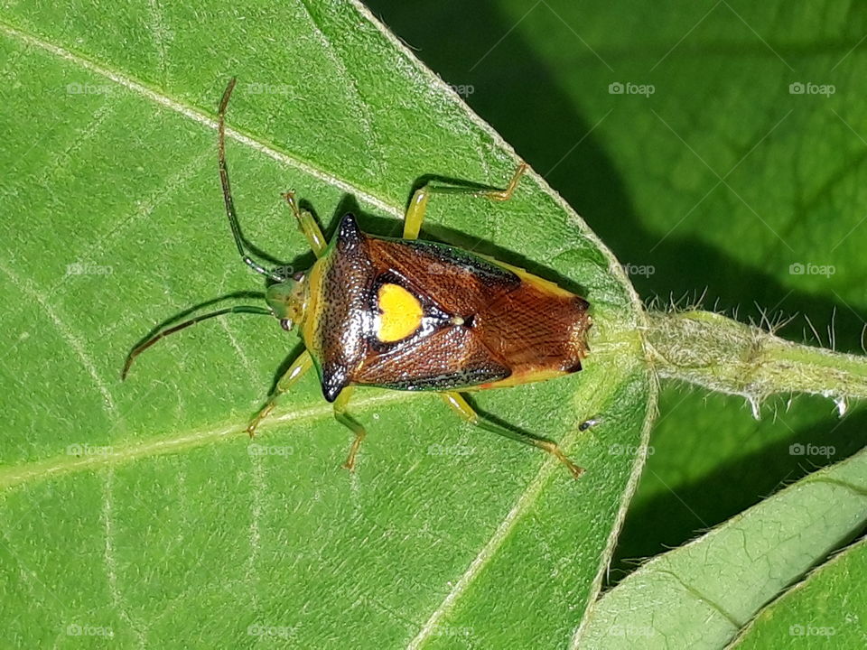 stink bug