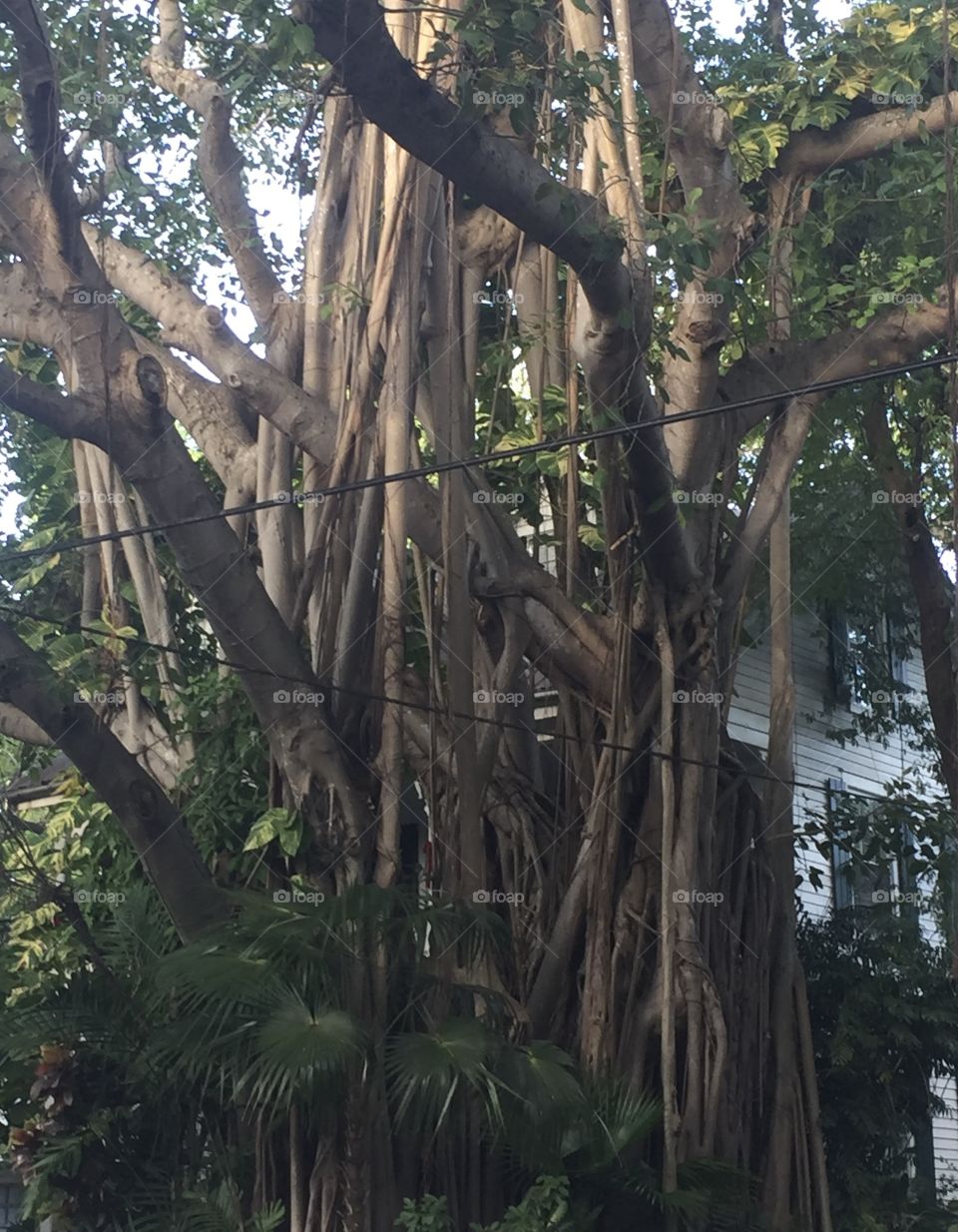 Banyan Tree, Key West, FL
