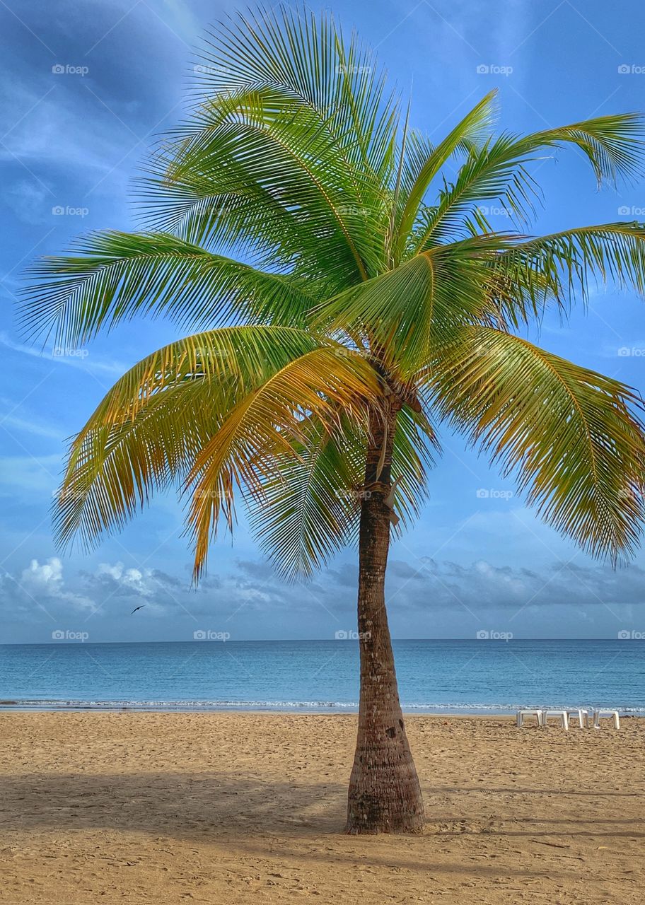 A palm tree in the beach with blue sky background. San Juan Isla verde Puerto Rico.