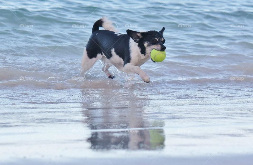 Little dog fetching tennis ball at the beach 