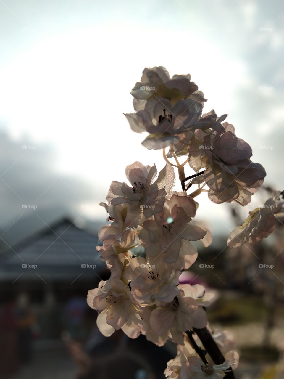 bungapun mulai ada yang palus