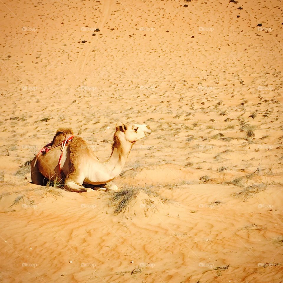Camel 🐫 