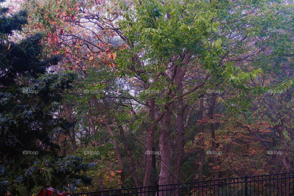 fall leaves ans fog