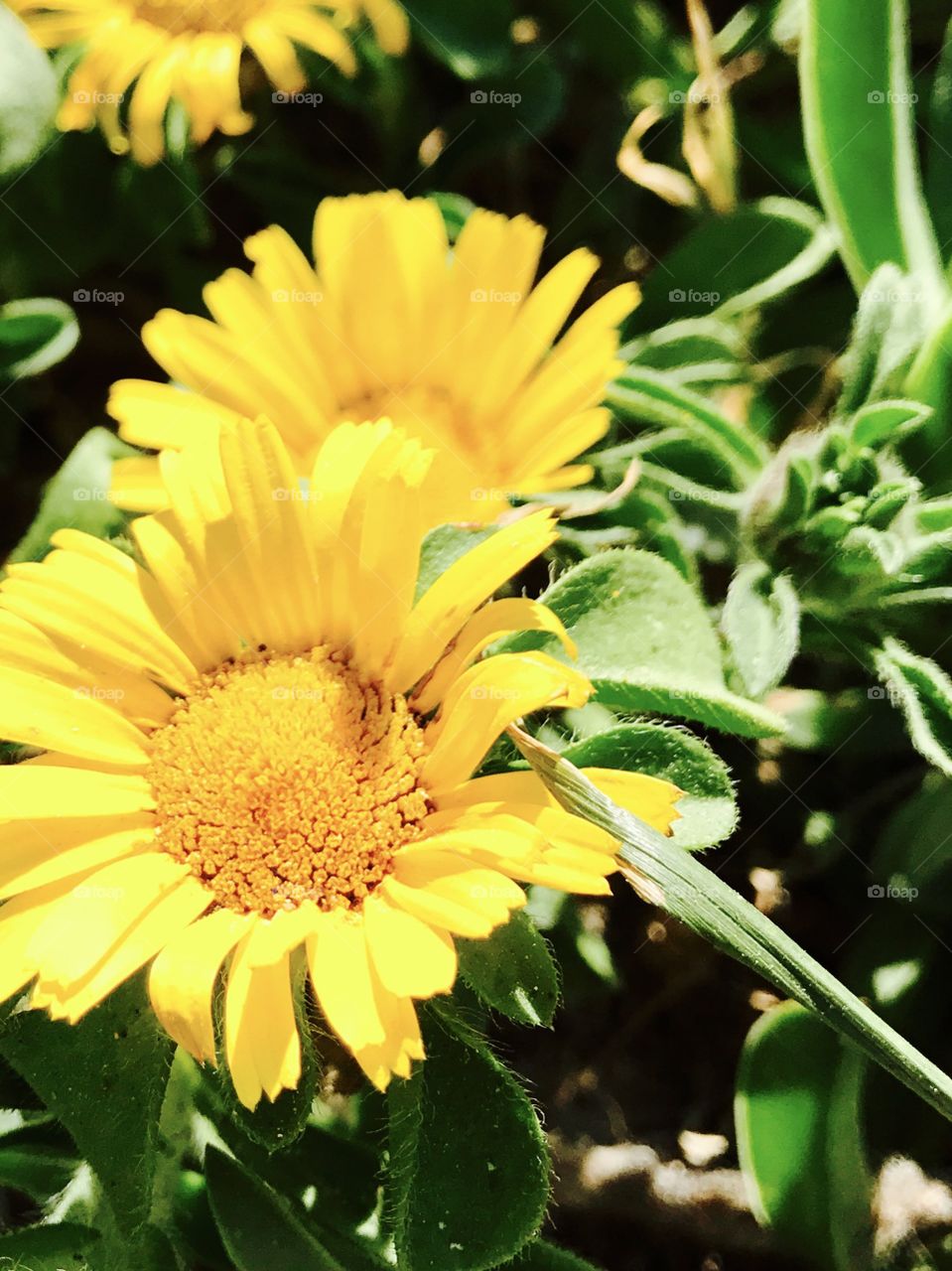 Macro shot, blooming flowers, nature 