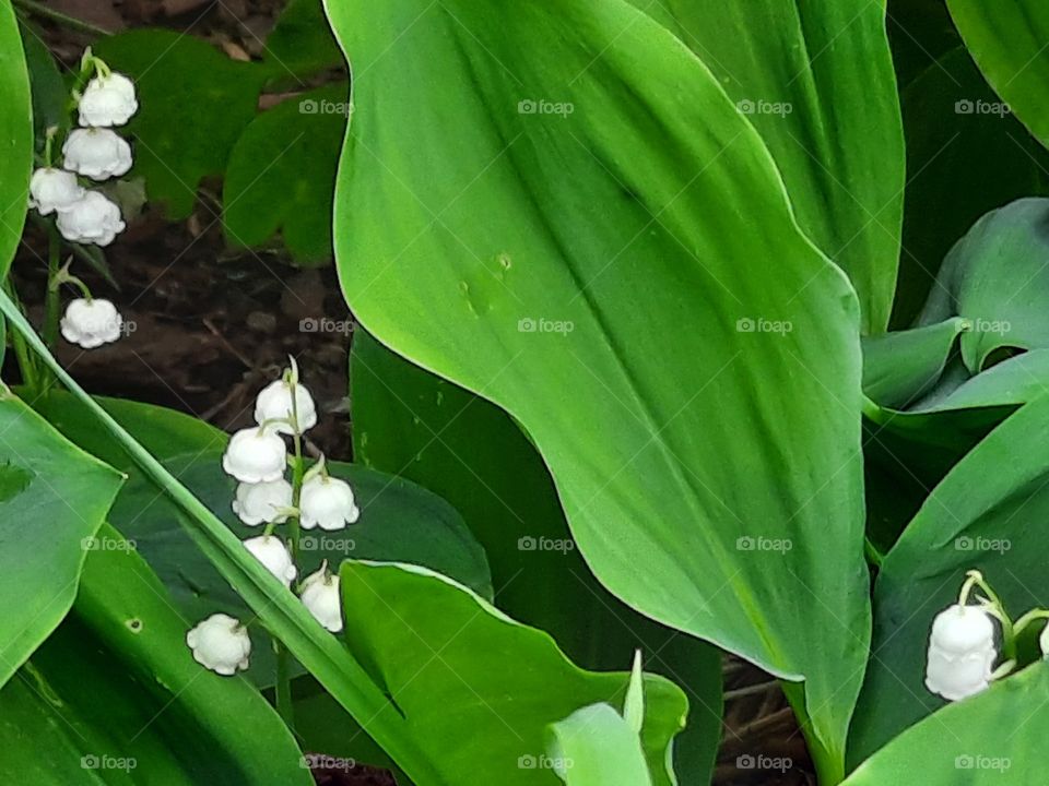 white bells of lilly of the valley