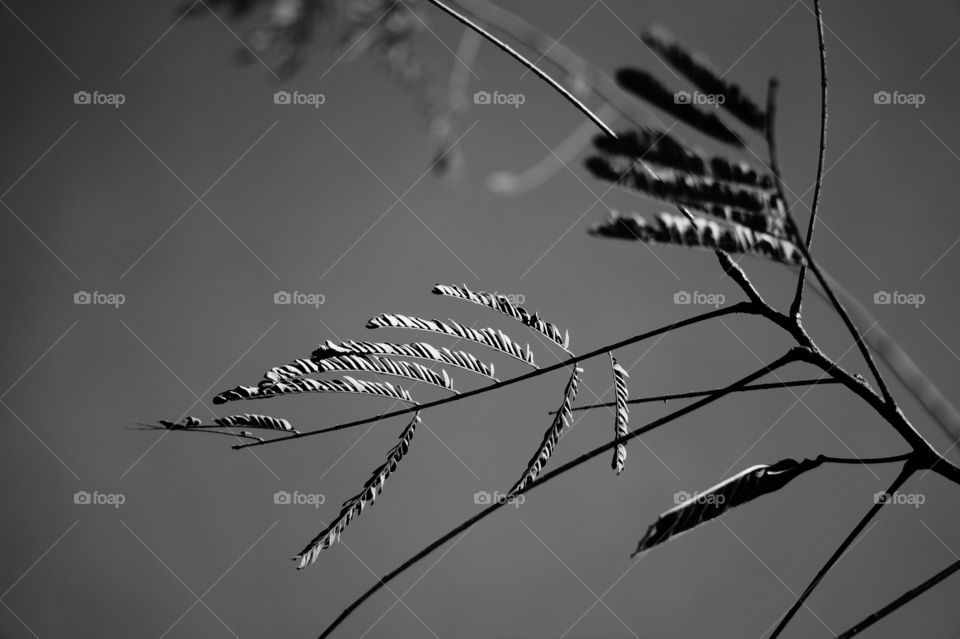 Nature, Silhouette, Monochrome, Sky, Desktop