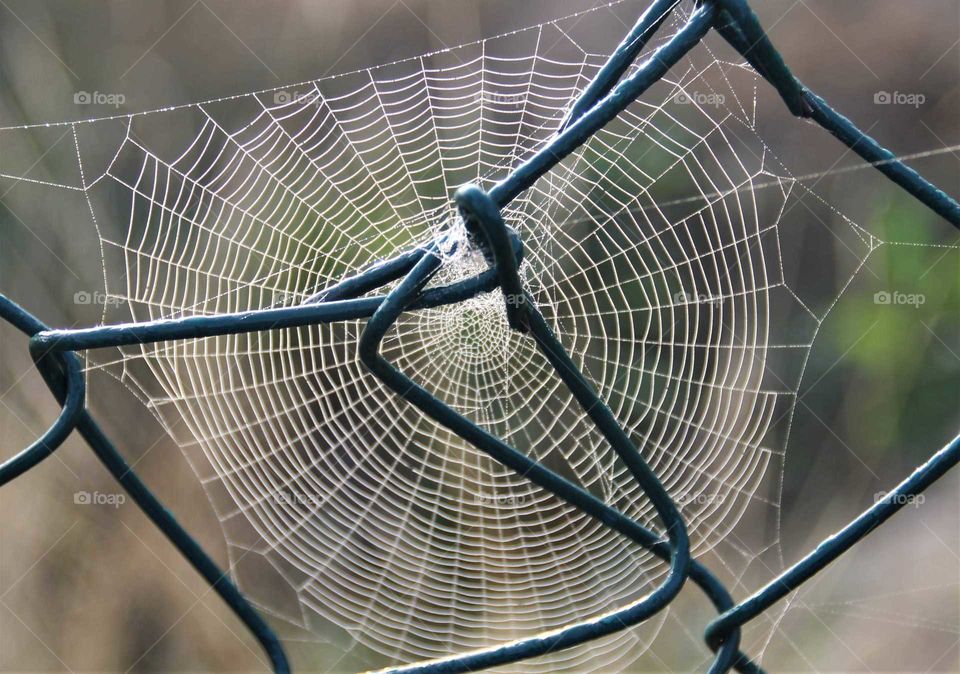 Spinnennetz, Zaun