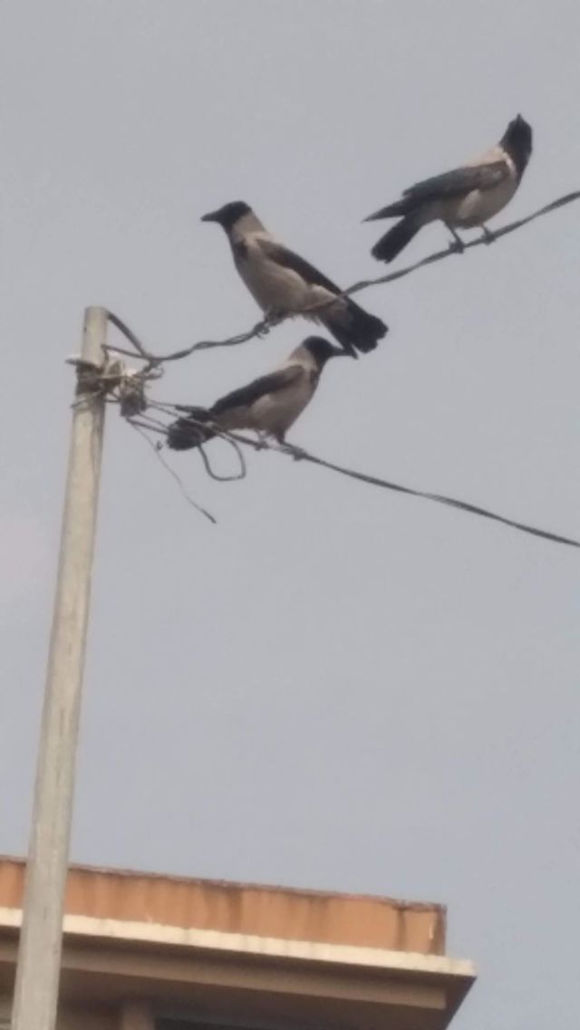 crow