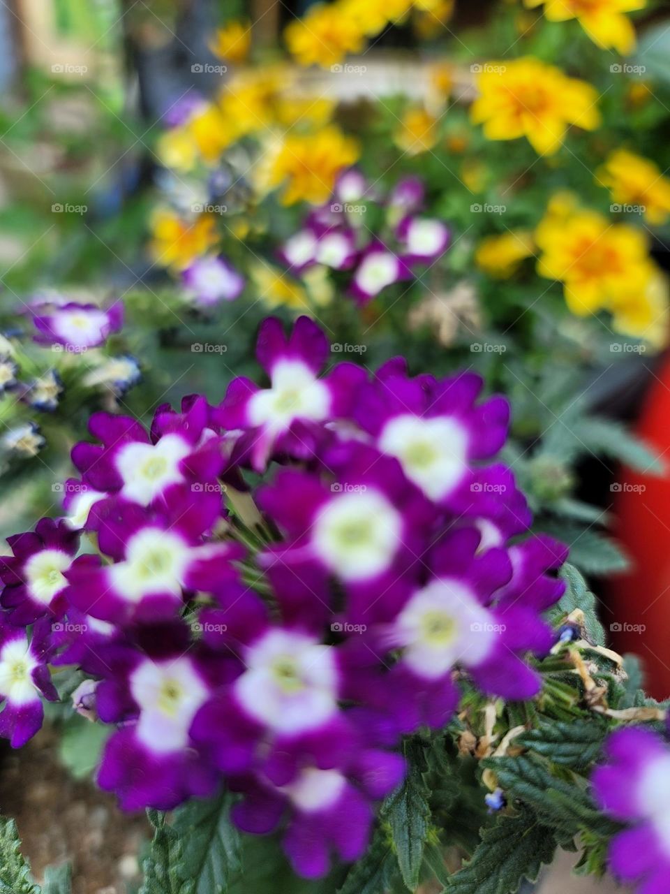 Spring paints the world in vivid hues. Soft pink cherry blossoms, tender green leaves, sunny yellow daffodils, and sky-blue clear days blend into a breathtakingly beautiful palette.