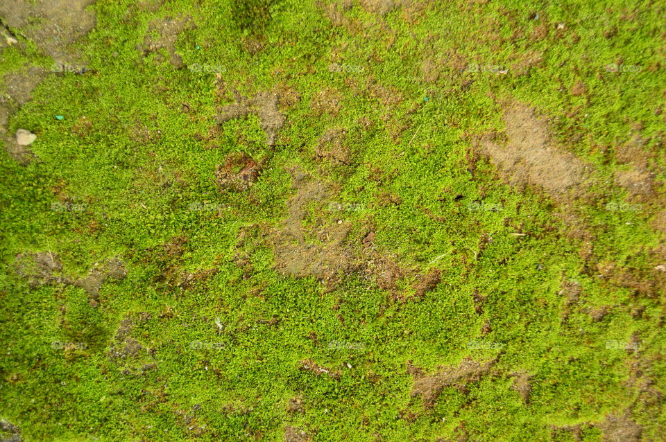 texture, background, green, moss, earth, grass,