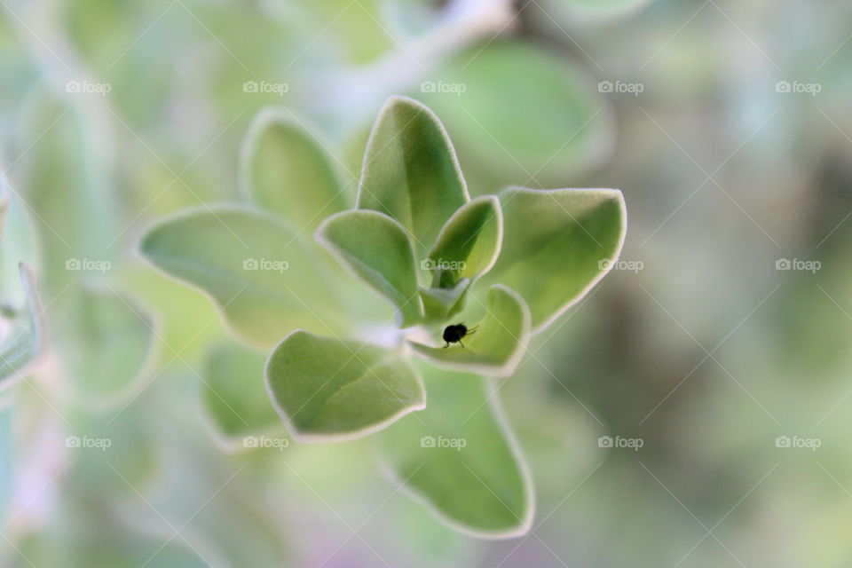 the line and shapes of leaves