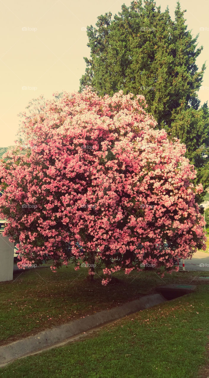 perfect pink tree