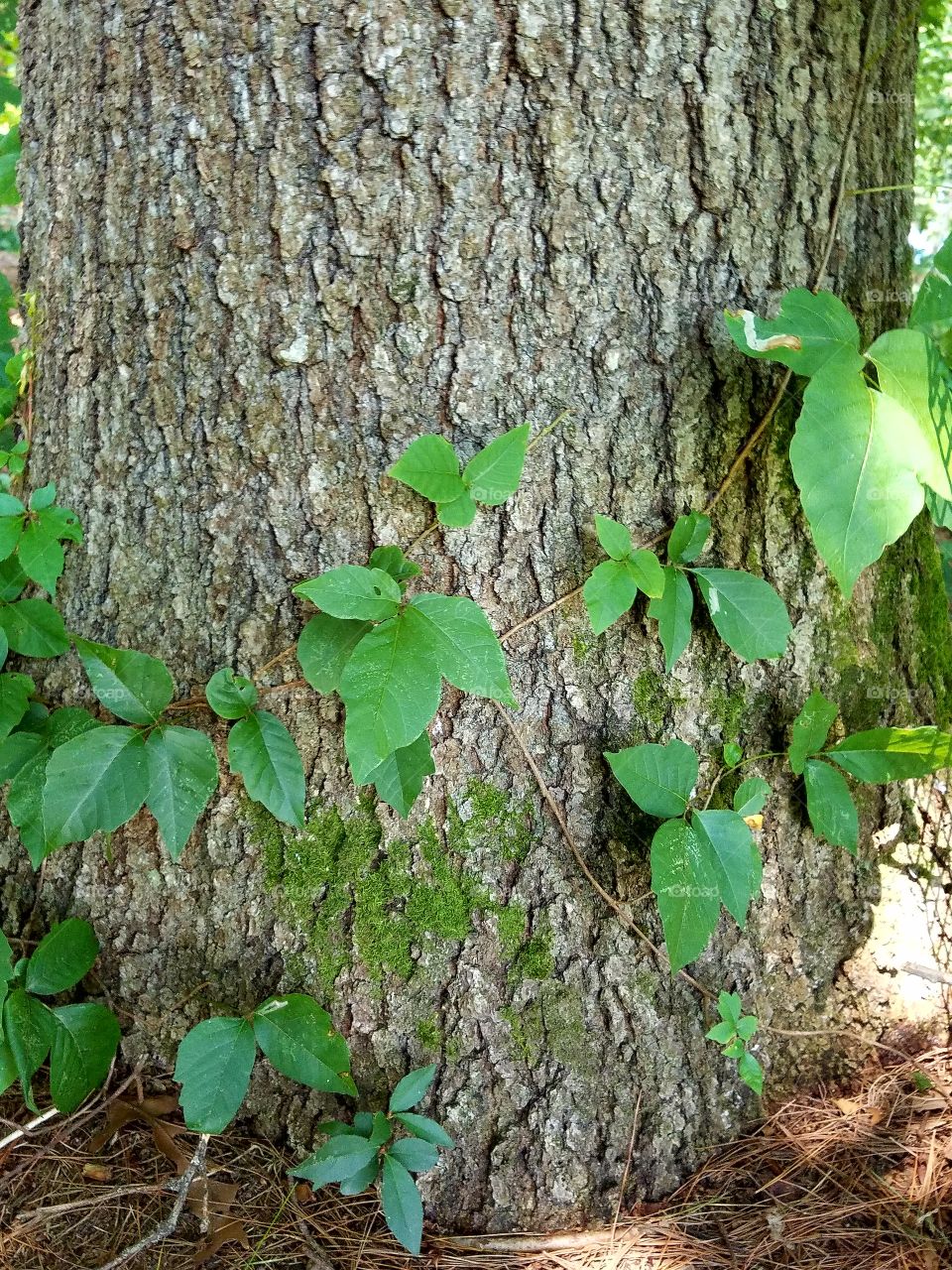 Poison Ivy growing in woods on tree trunk. Three leaf look, causes severe itching if allergic too it.