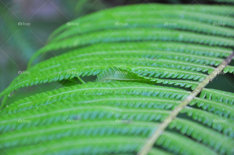 Leaf, Flora, Growth, Nature, Closeup