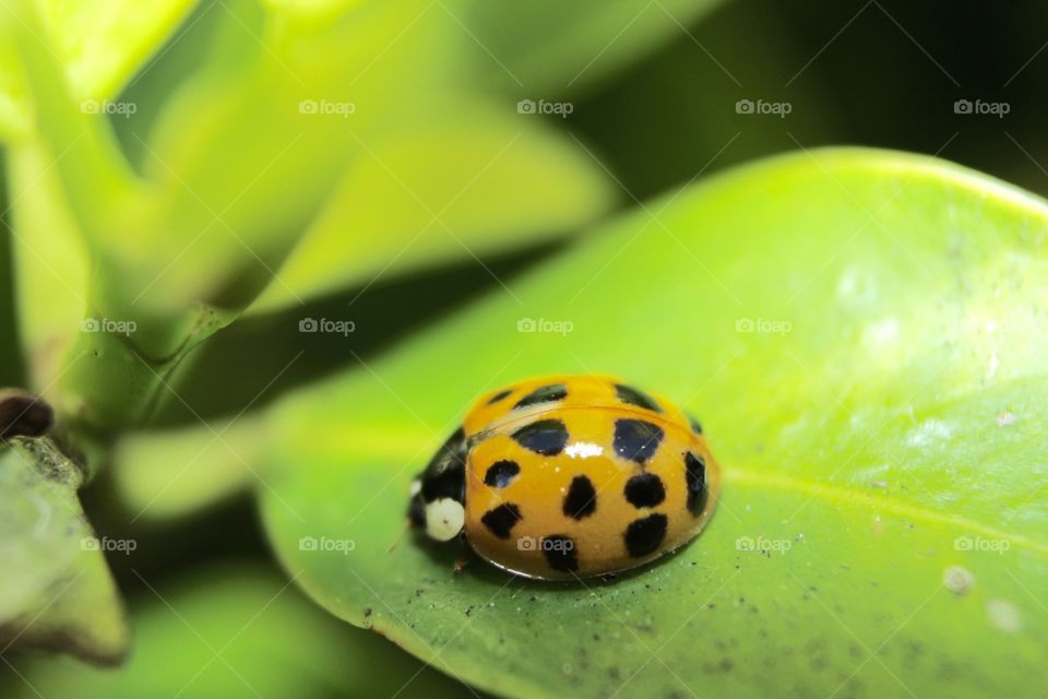 Yellow ladybug