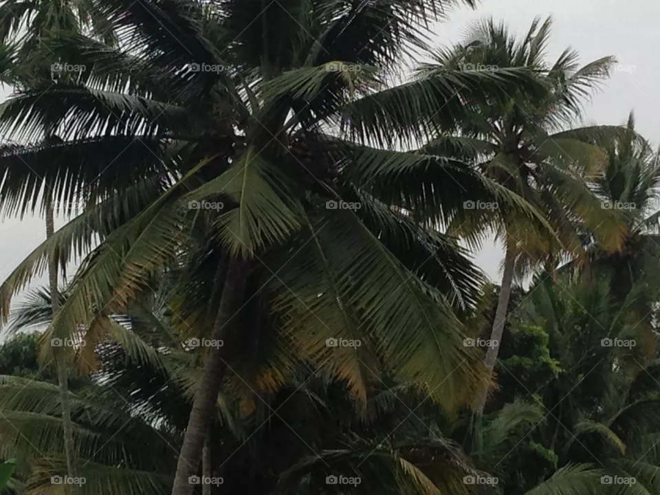 Nature 