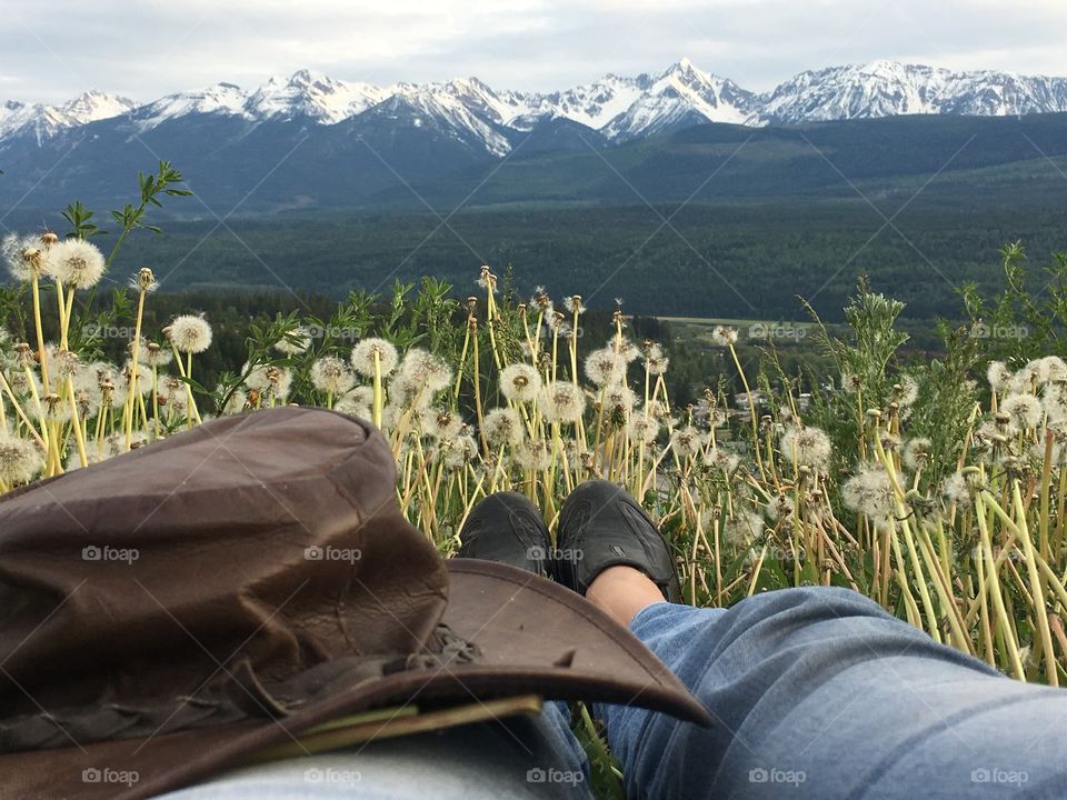 My point of view, lying down in an alpine meadow filled with wild flowers and seeded dandelions overlooking the spectacular Snowcapped mountains of the Canadian Rockies