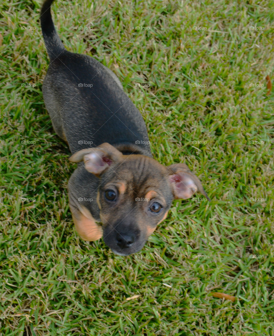 High angle view of a dog