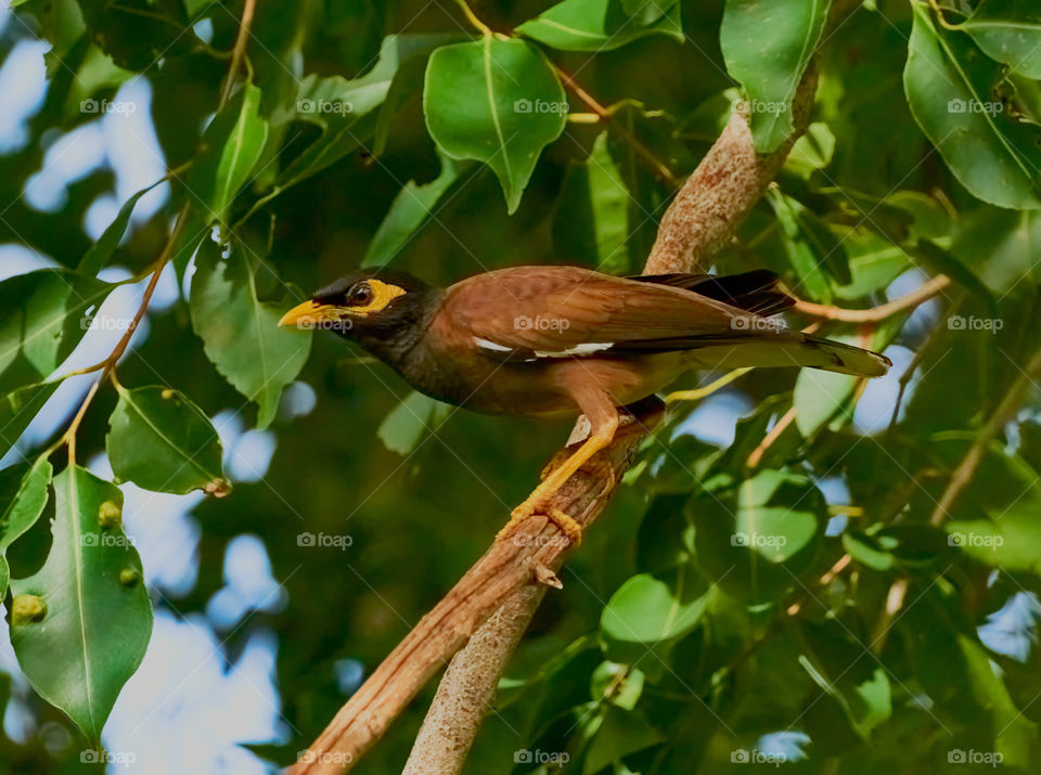 Fauna photography - Indian Mynaa - Diffused early morning sun light - about to flight for feed