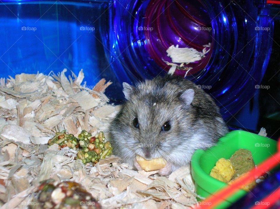 Spicy the hamster