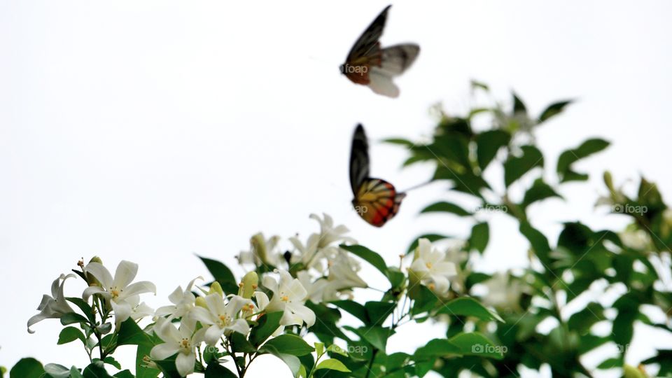 butterfly with flowers